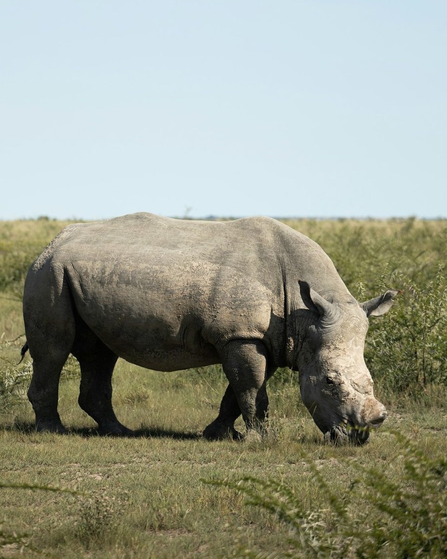 Rhinocéros