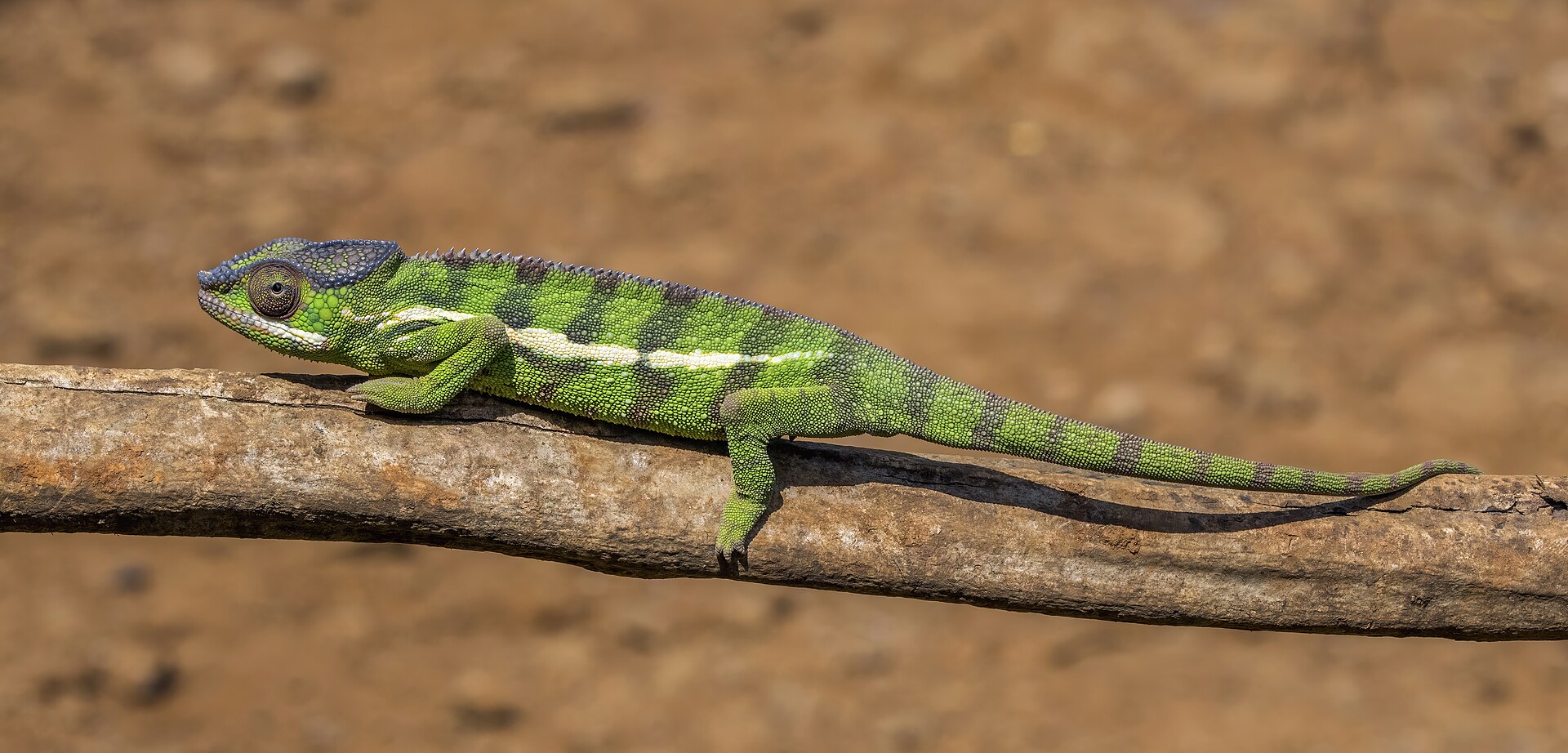 Vivarium